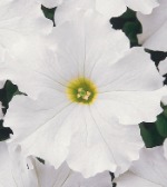 Петуния грандифлора ФестивалВайт